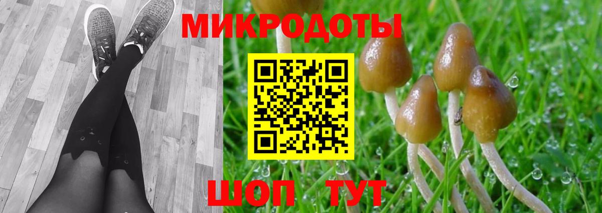 Галлюциногенные грибы Psilocybe Калуга